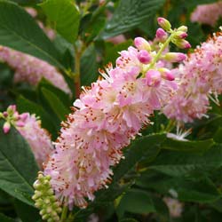 Clethra alnifolia 'Pink Spire'